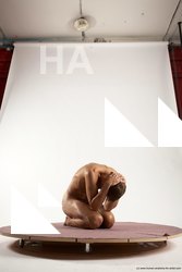 Nude Man White Kneeling poses - ALL Athletic Short Brown Kneeling poses - on both knees Multi angles poses Realistic