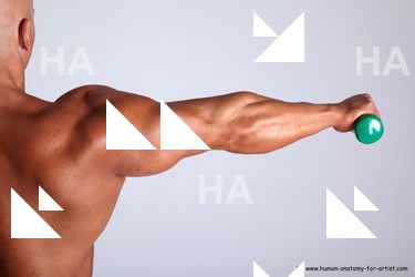 Swimsuit Man White Detailed photos Muscular Bald Academic