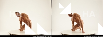 stereoscopic herbert 354